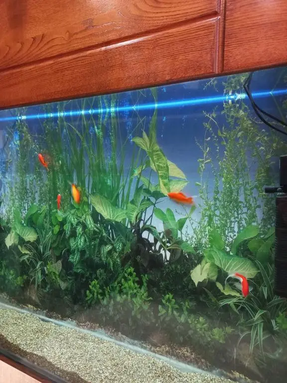 Image of Tatapartment